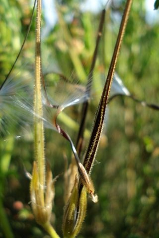 Pelargonium longicaule twisted fruit